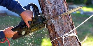Best Leaf Removal  in Cedar Ridge, CA