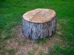 Best Commercial Tree Services  in Cedar Ridge, CA