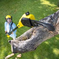 Best Lawn Disease Treatment  in Cedar Ridge, CA