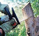 Best Storm Damage Tree Cleanup  in Cedar Ridge, CA