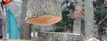 Best Tree Trimming and Pruning  in Cedar Ridge, CA