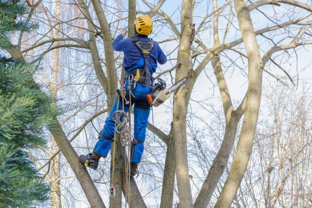 How Our Tree Care Process Works  in  Cedar Ridge, CA