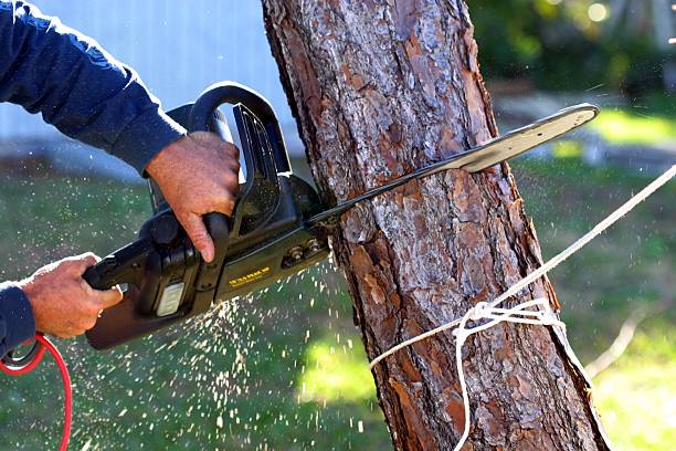 Best Commercial Tree Services  in Cedar Ridge, CA