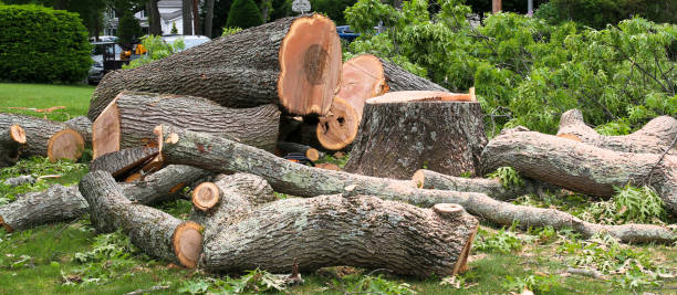 Best Tree Disease Treatment  in Cedar Ridge, CA