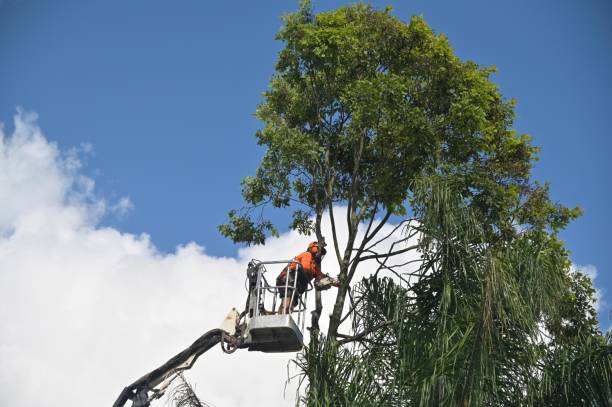 Best Hedge Trimming  in Cedar Ridge, CA