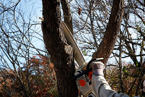 Best Aeration Services  in Cedar Ridge, CA