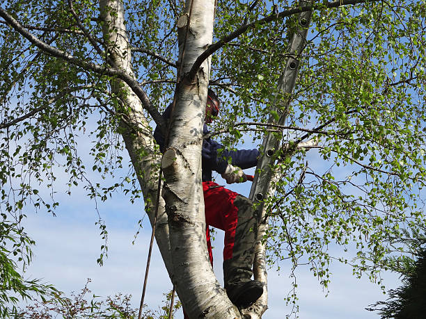  Cedar Ridge, CA Tree Care Pros