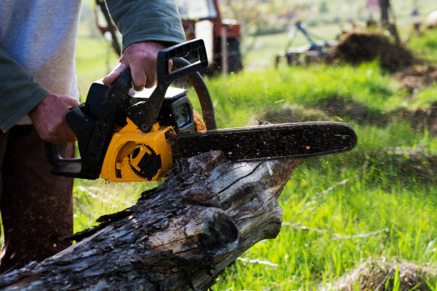 Best Stump Grinding and Removal  in Cedar Ridge, CA