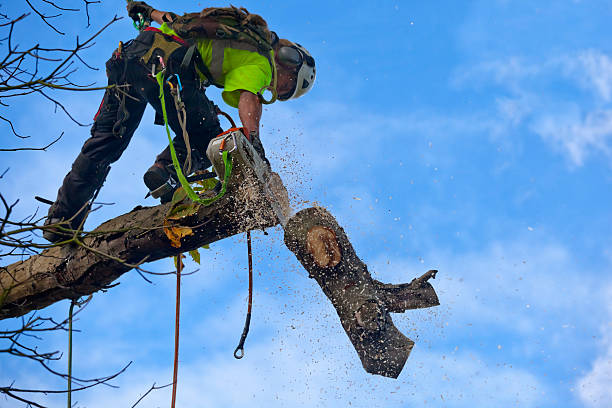 Best Tree Mulching  in Cedar Ridge, CA