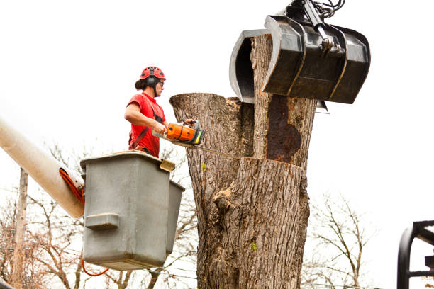 Best Fruit Tree Pruning  in Cedar Ridge, CA
