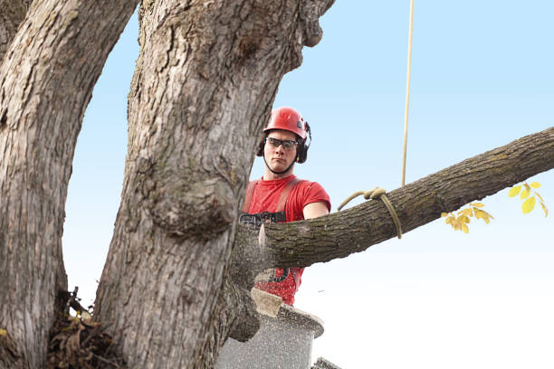 Best Root Management and Removal  in Cedar Ridge, CA